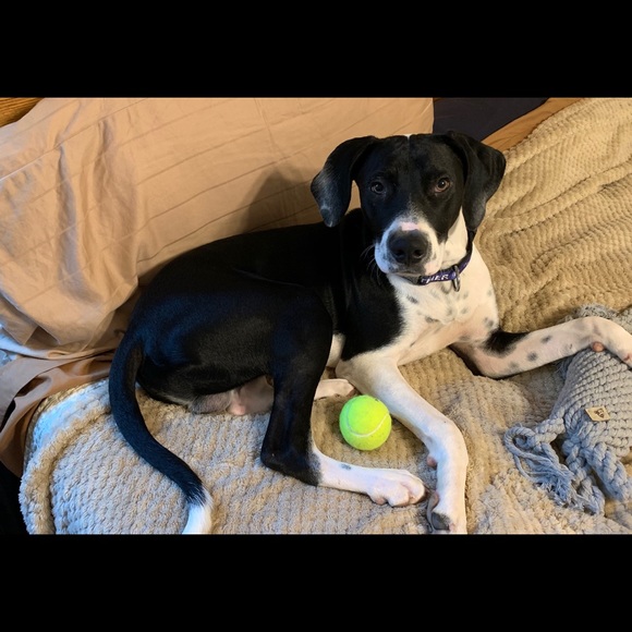 Meet your Posher, Fiona - Picture 8 of 9